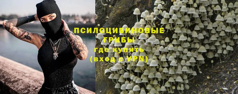 Псилоцибиновые грибы Psilocybe  купить наркотики сайты  Всеволожск 