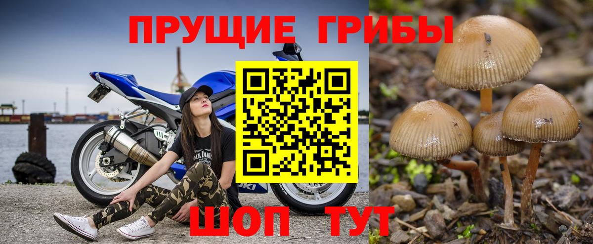 Галлюциногенные грибы Cubensis  Всеволожск 