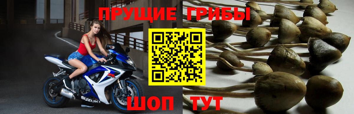 Псилоцибиновые грибы Psilocybine cubensis Всеволожск